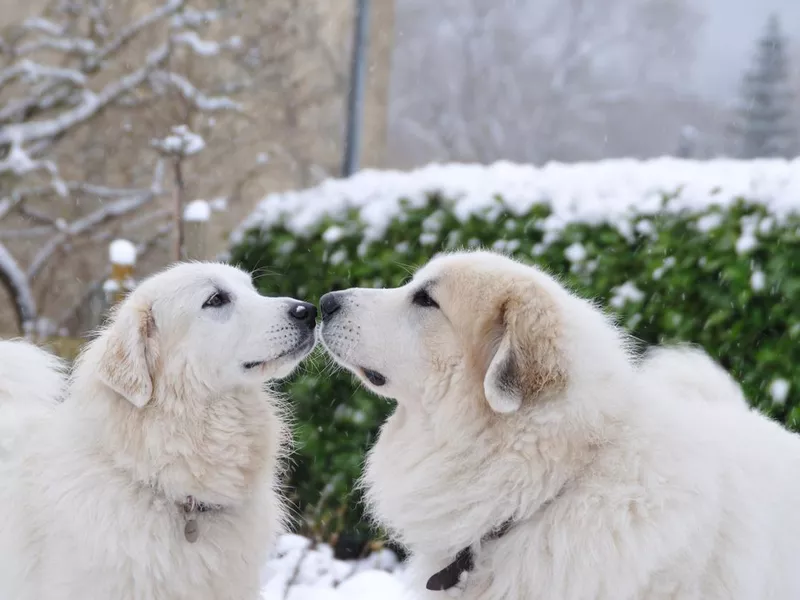 Great Pyrenees