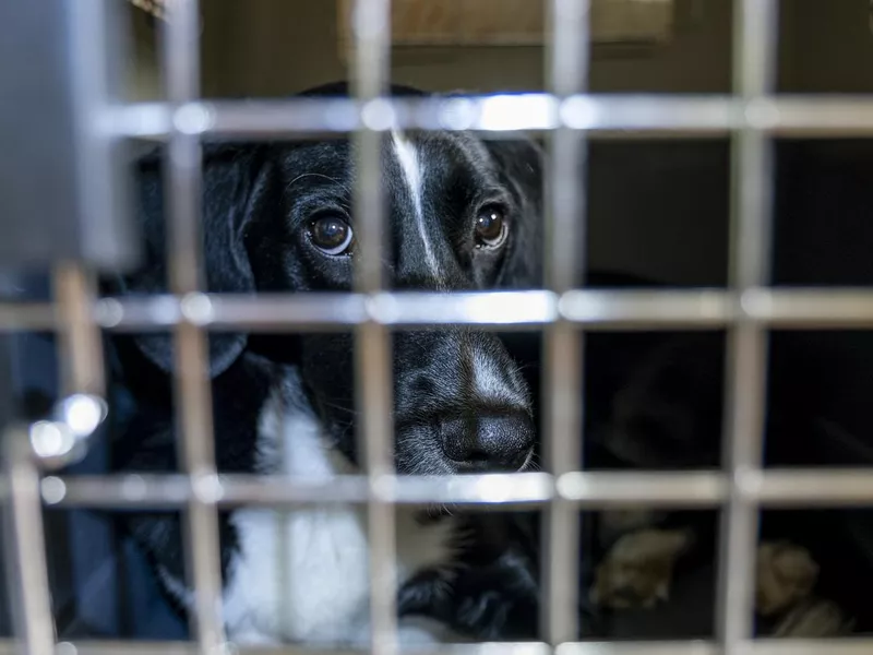 Sad black dog in cage looks through the bars
