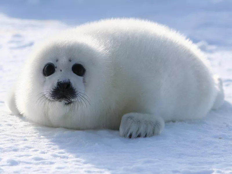 Harp Seal Pup
