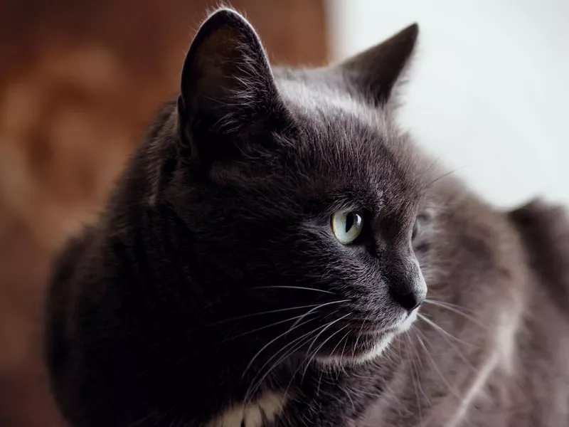 Korat Cat