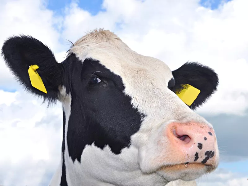 Guernsey Cow