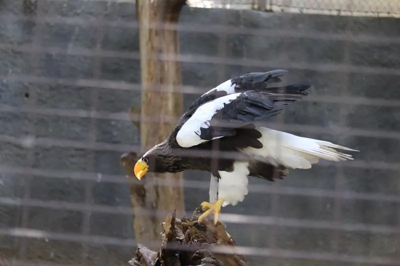 An Los Angeles Zoo eagle