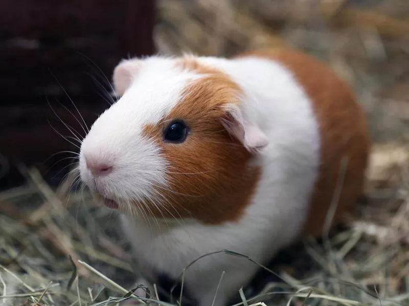 Guinea Pigs