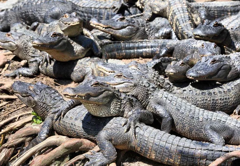 Alligators at Alligator Adventure