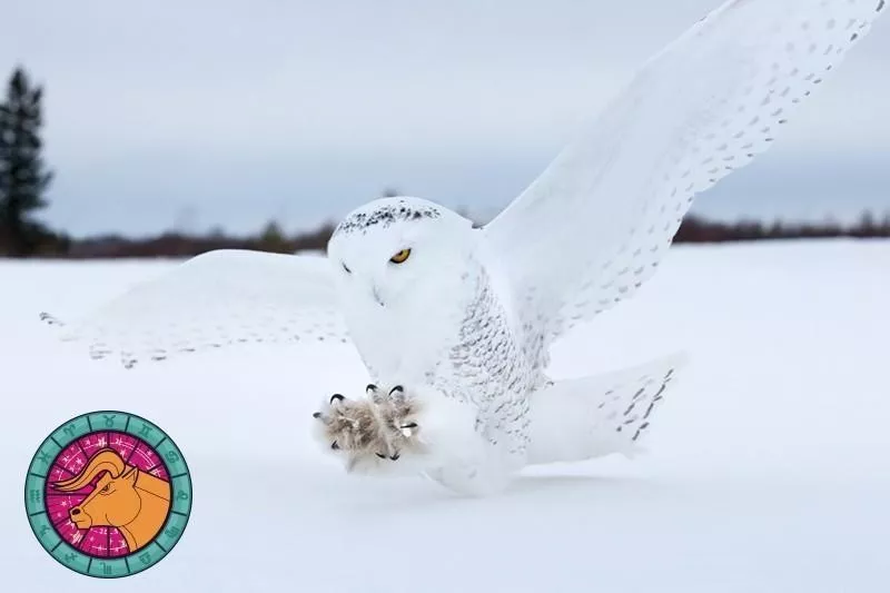 Snowy Owl