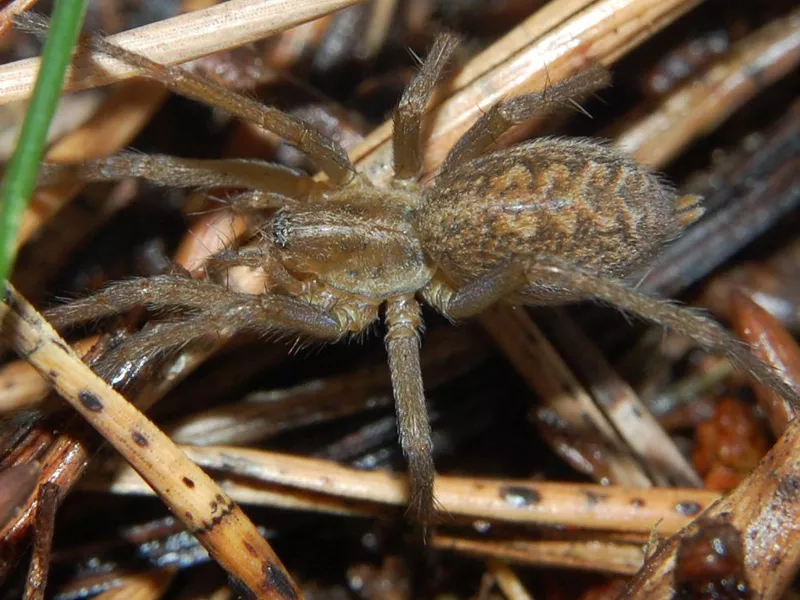 Hobo Spider