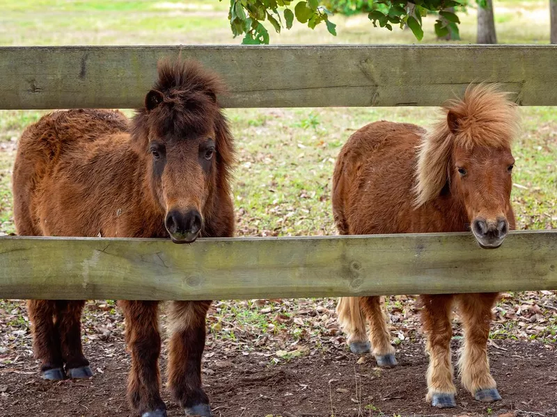 Miniature Horses