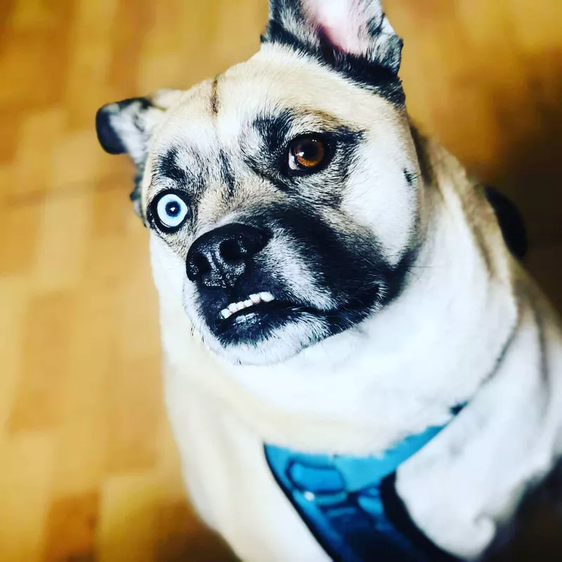 Husky Pug Mix