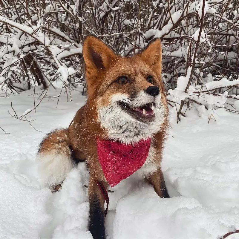 Cute domesticated fox