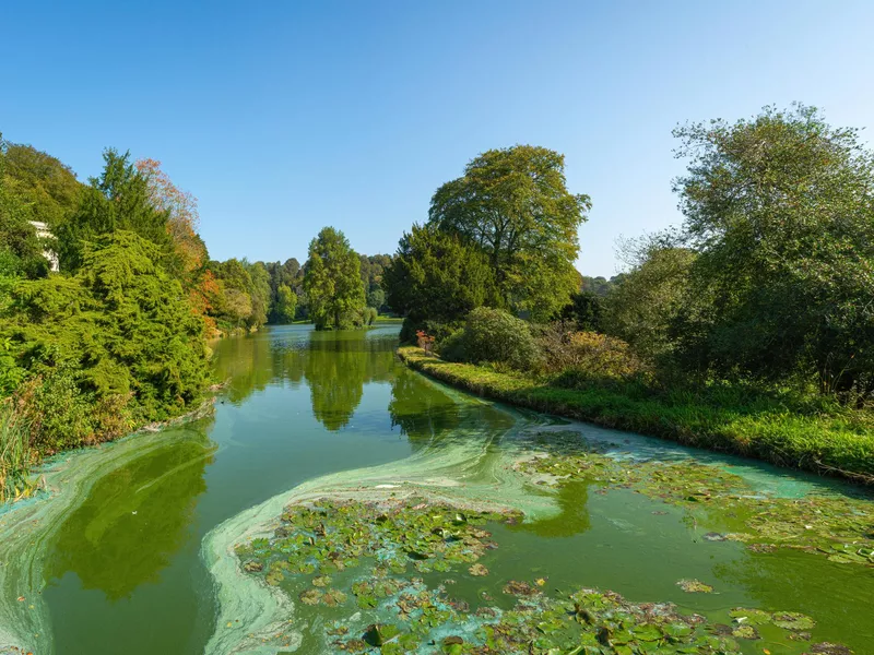 Swirling green and blue algae (Cyanobacteria) on a lake filled with thick green water surrounded by trees on a clear blue sky