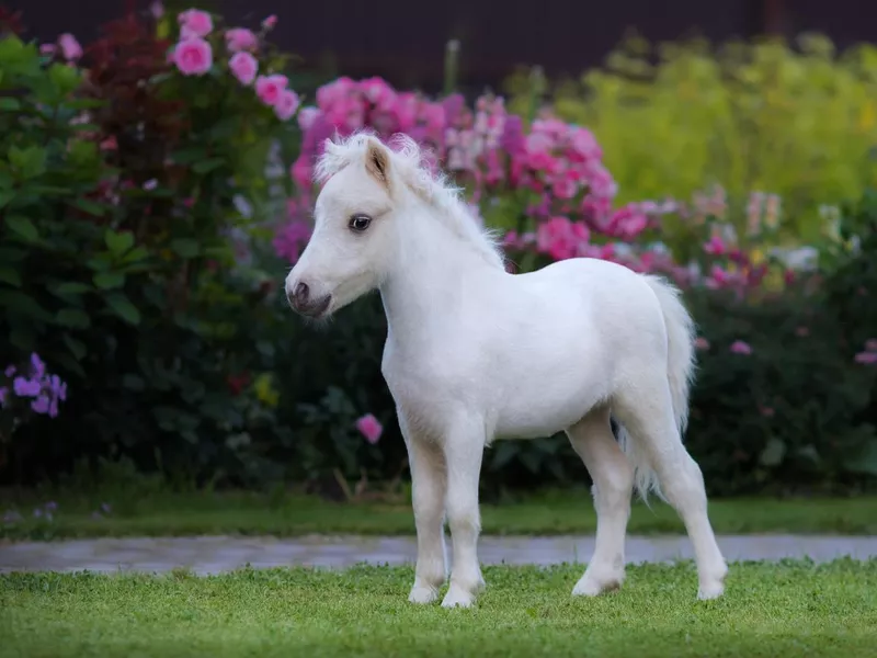 American miniature horse. Palomino foal in garden.