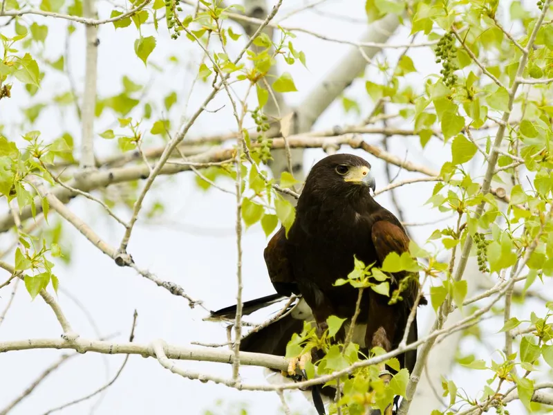 Harriss Hawk
