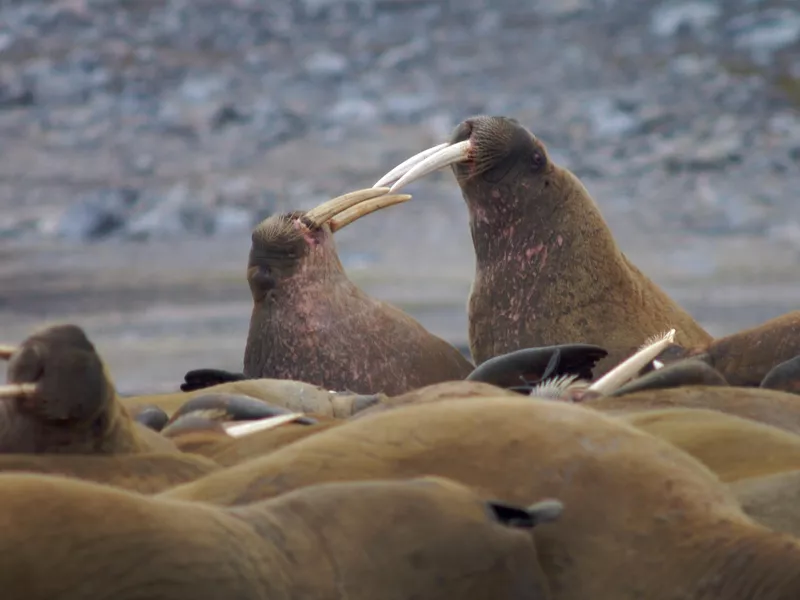 Walruses fighting