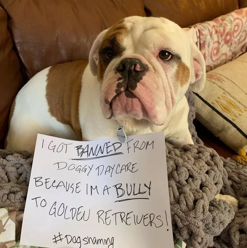 Dog bullying