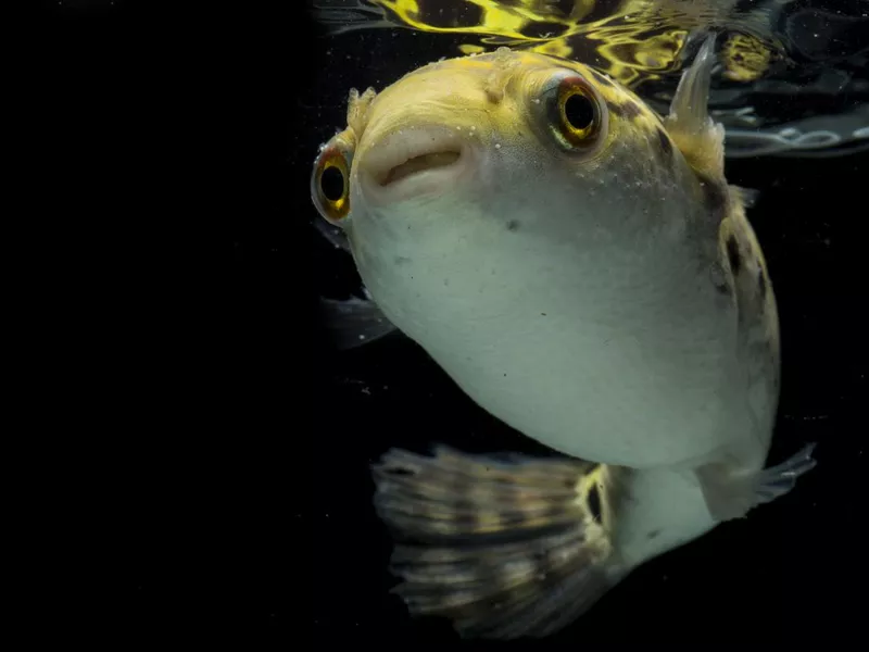 Spotted green pufferfish on black background