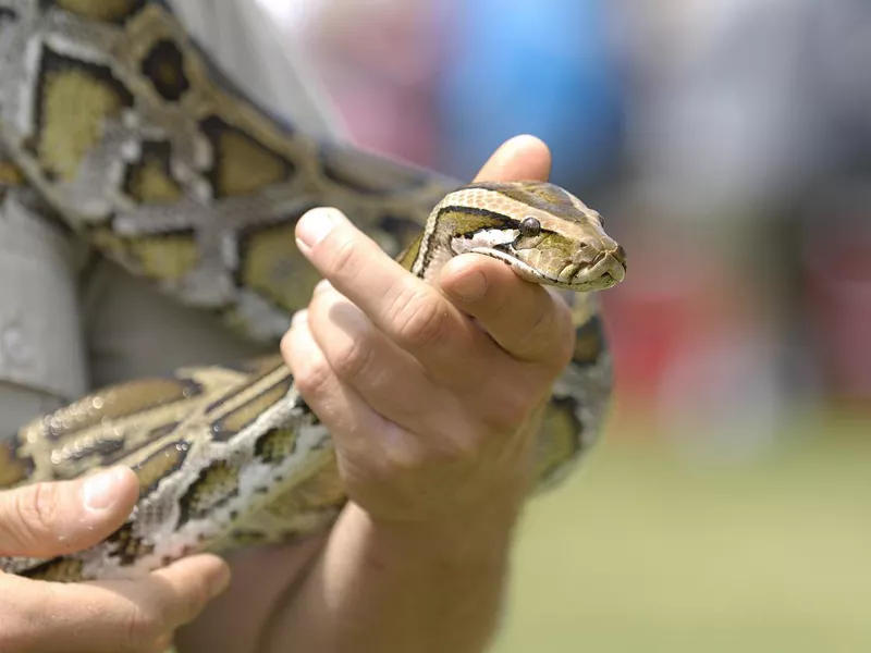 Snake