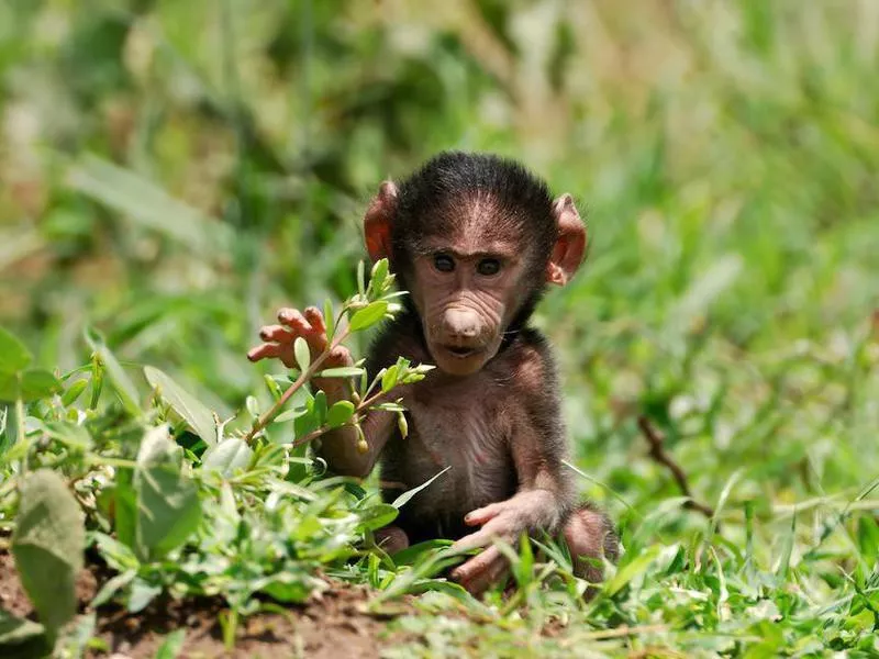 Baby baboon