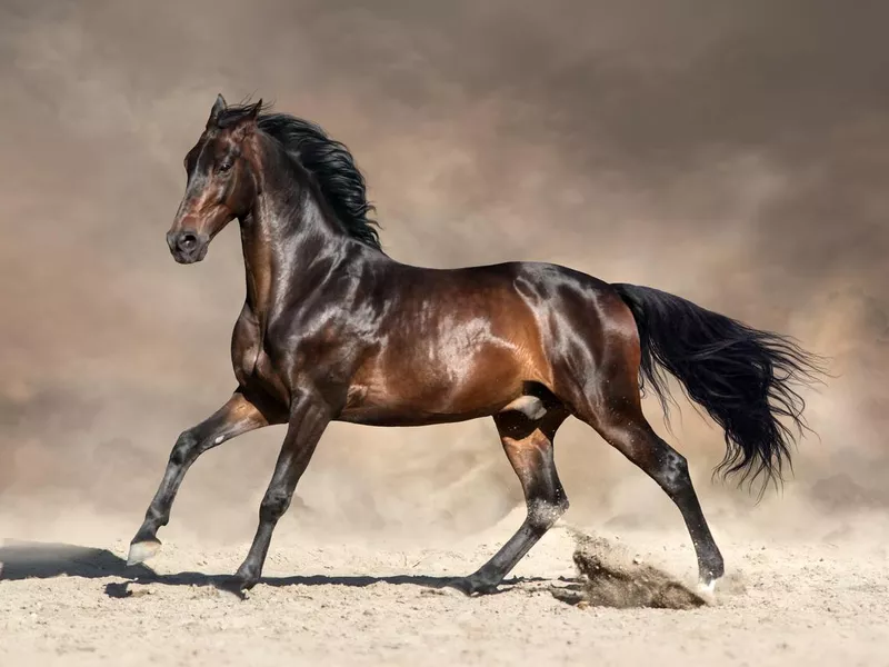 Andalusian horse