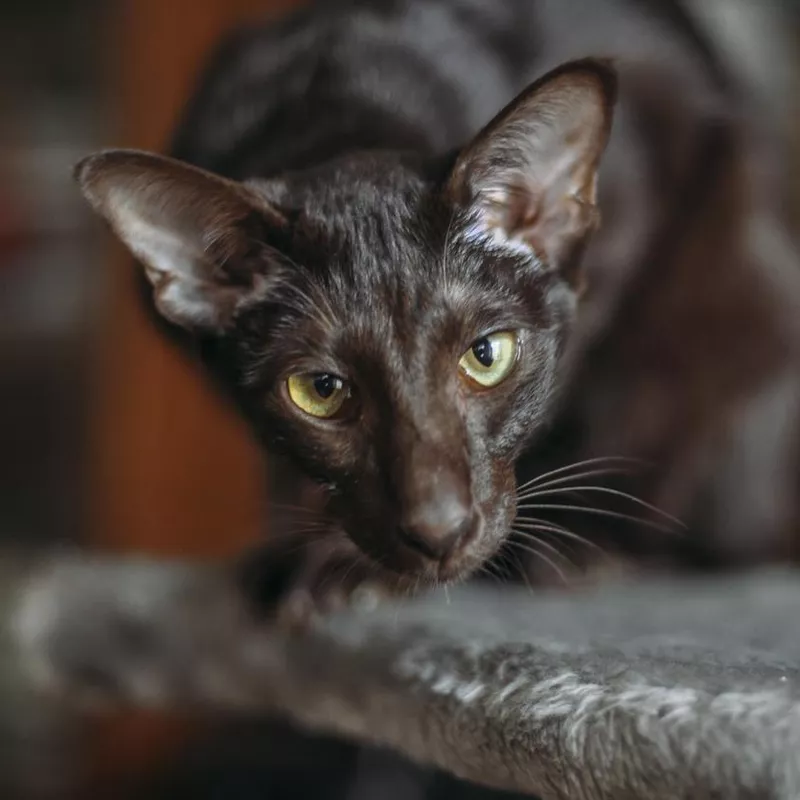 Oriental Shorthair