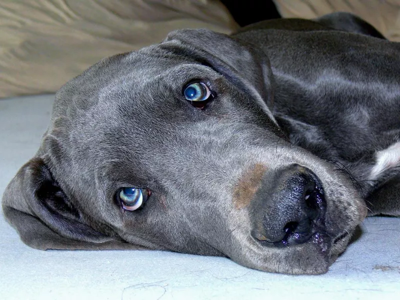 Young Great Dane