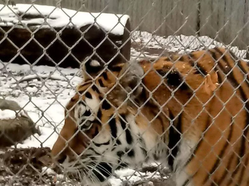 Tiger at Seneca Park Zoo