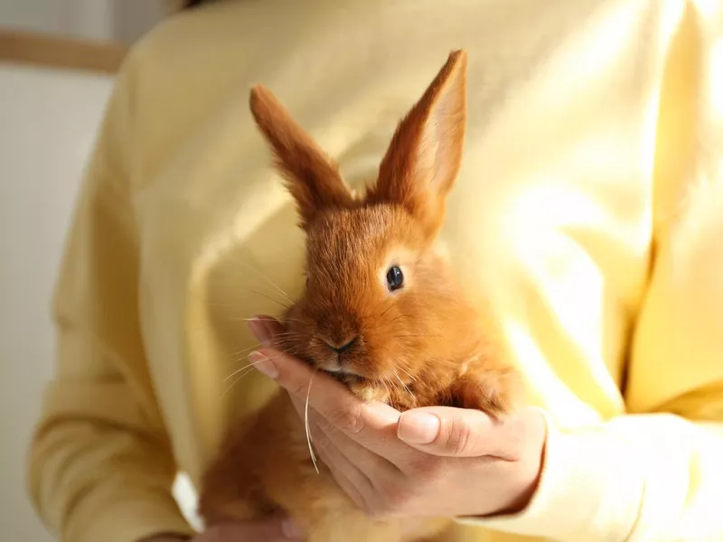 Young woman with adorable rabbit indoors