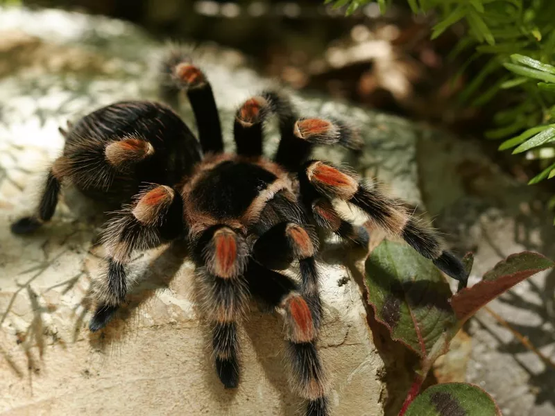 Mexican Red Knee Tarantula