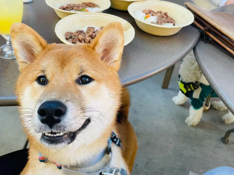 Lazy Dog Restaurant and Bar