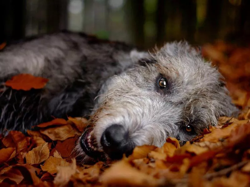 Irish wolfhound