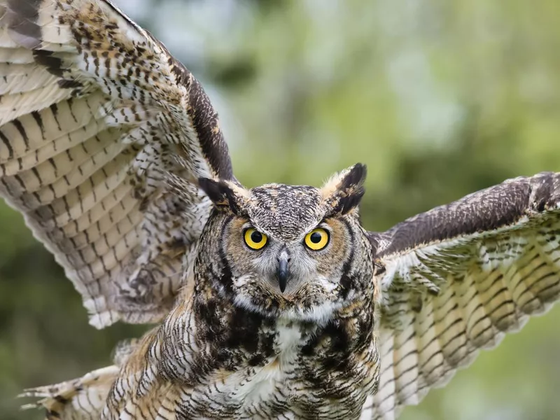 Great Horned Owl in flight