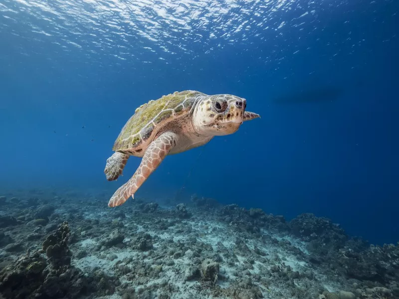 Seascape with Loggerhead Sea Turtle in the coral reef of Caribbean Sea, Curacao