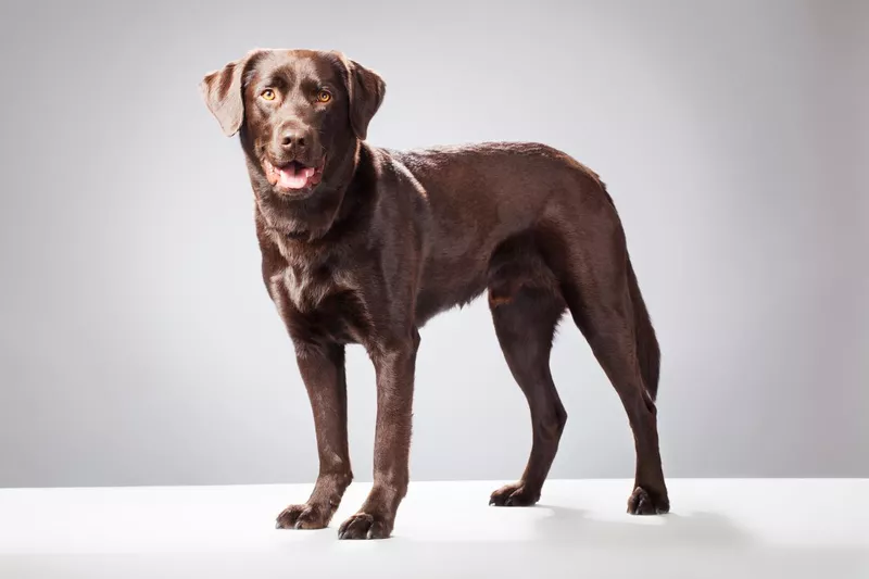 Chocolate Labrador
