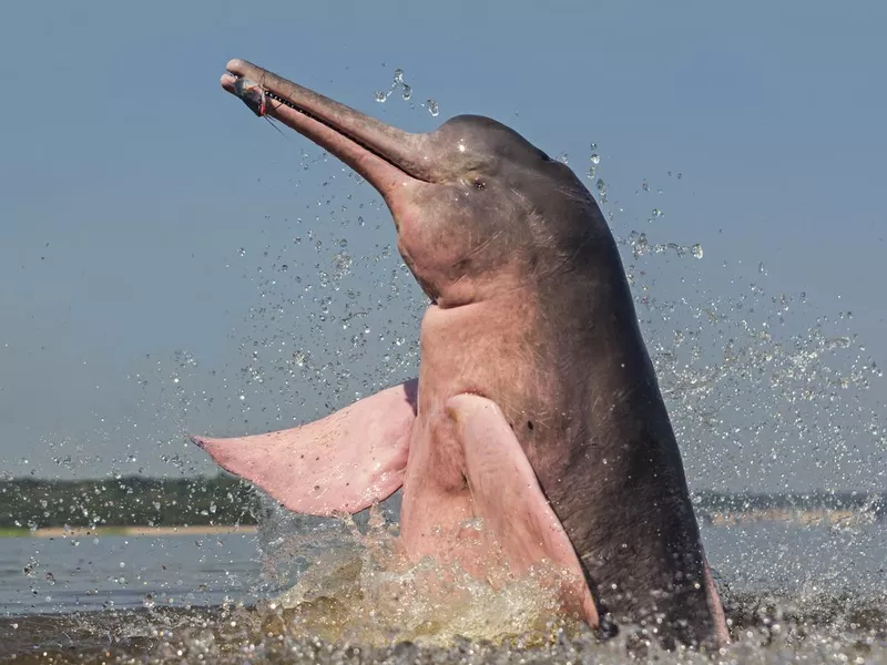 Amazon River Dolphin