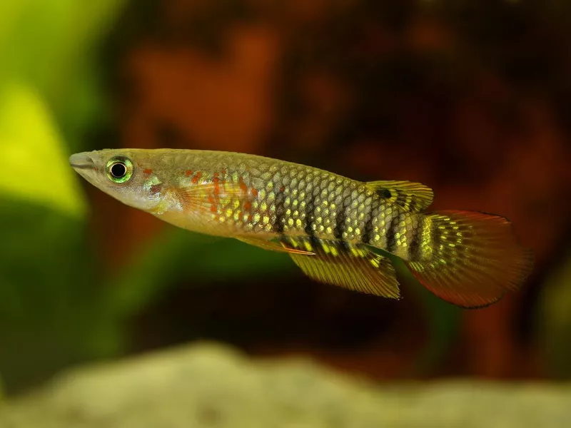 Werner Killifish