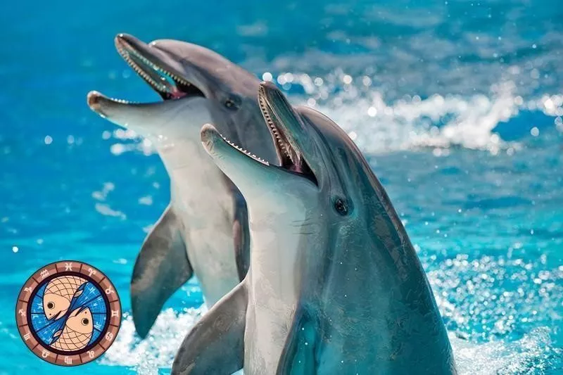 Dolphin