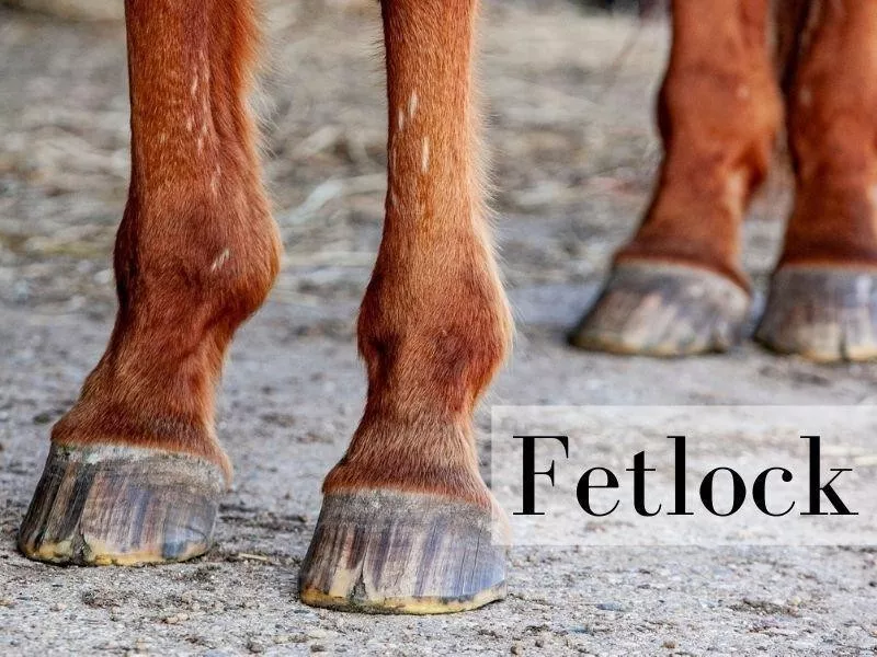 Fetlock