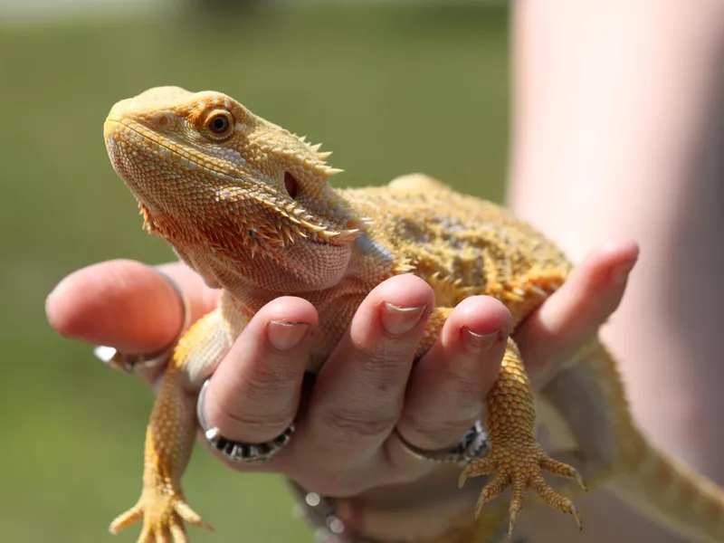 Pogana Bearded Dragon