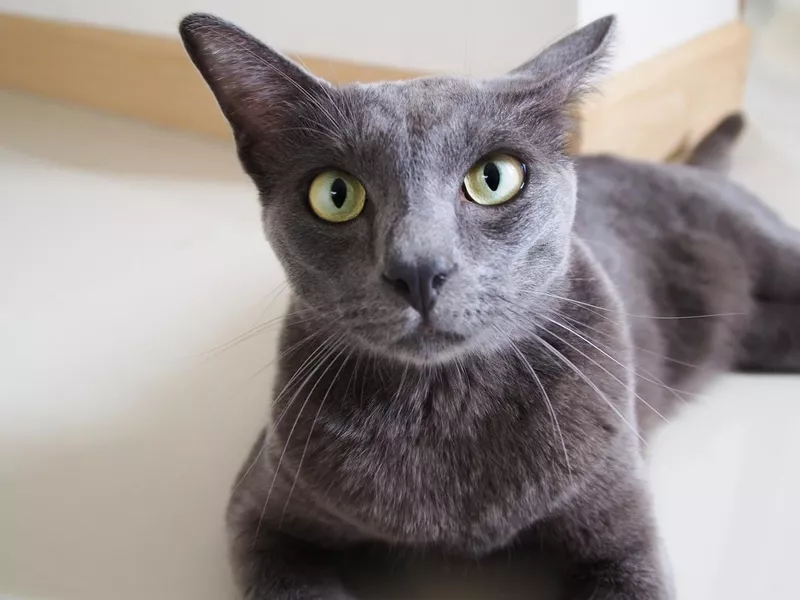 Green-eyed grey hair Thai domestic Korat breed cat lying on tile floor