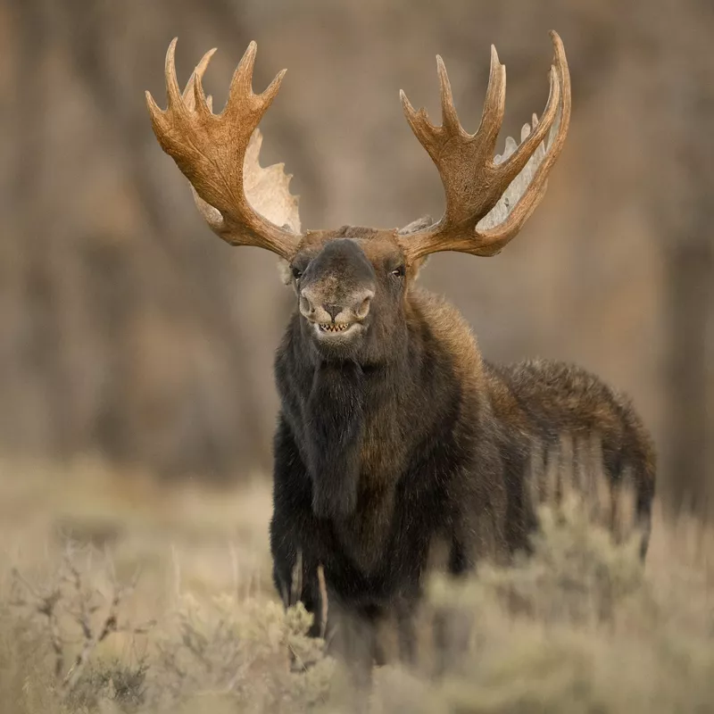 Shark Moose