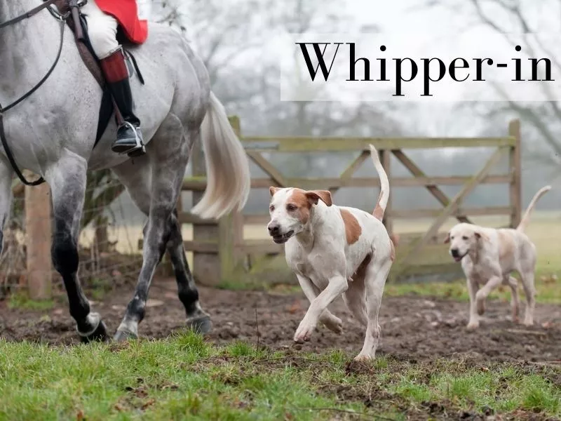 Whipper-in