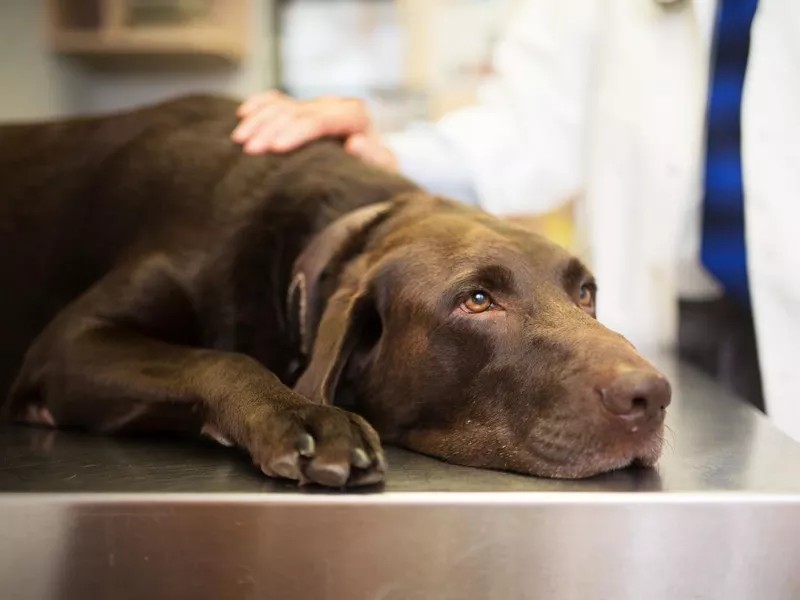 Vet and Labrador retriever
