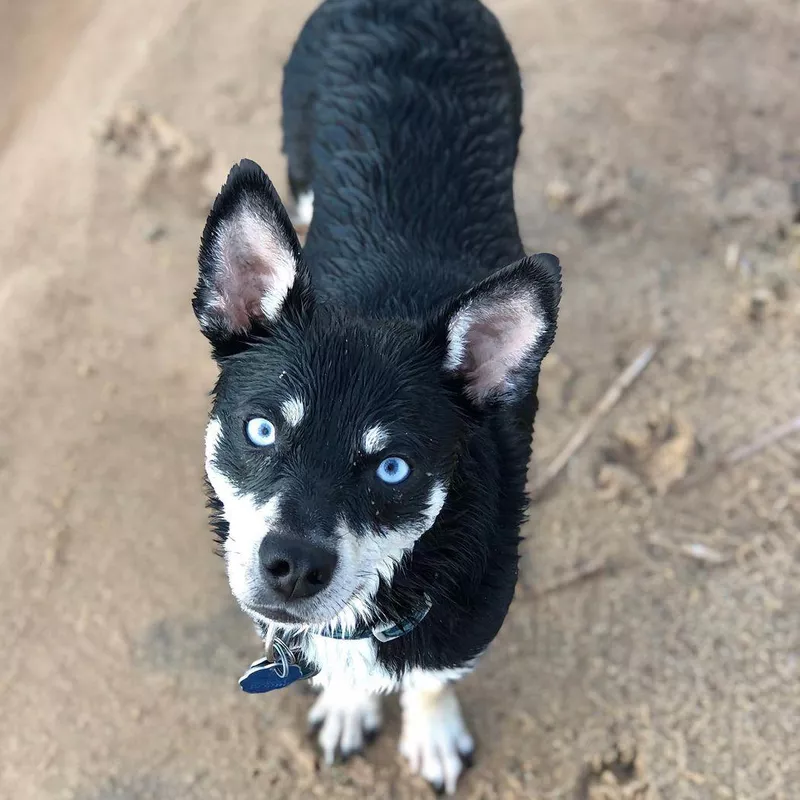 Bottom Line: Dachshund Husky Mix
