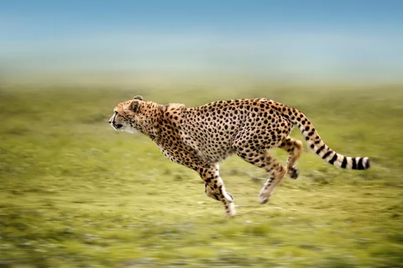 Running cheetah