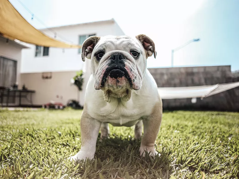 English Bulldog
