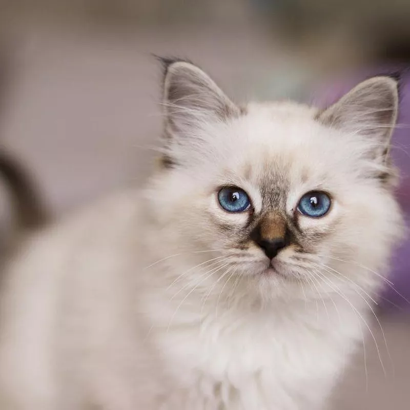 Birman