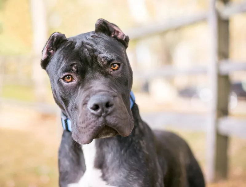 A Presa Canario dog with cropped ears