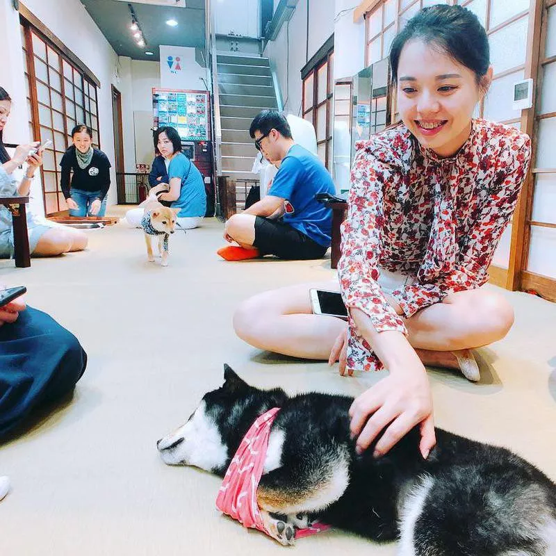 Shiba Inu cafe