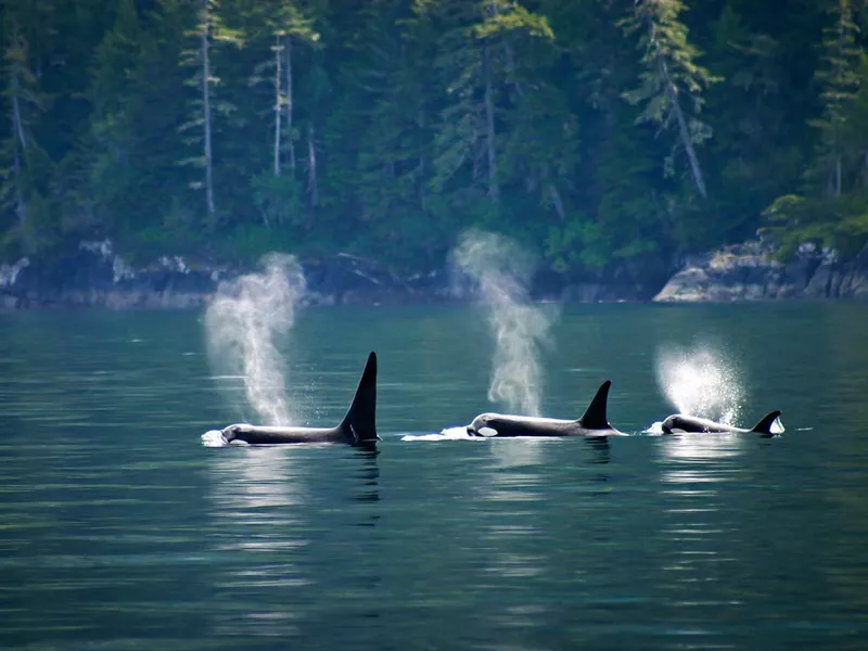 Three orcas or killer whales in a row