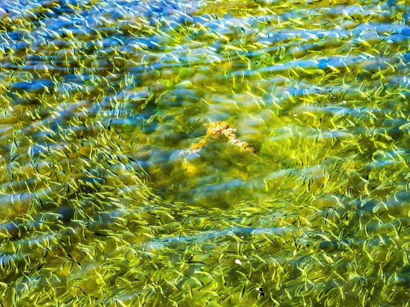 Menhaden Pogy Fish Swarm Padanaram Harbor Dartmouth Massachusetts