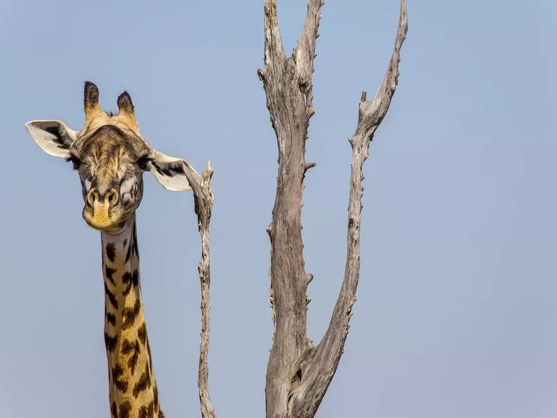 Giraffe